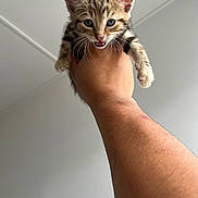 Chaussette a rejoint le concours — aidez-le/la à gagner de superbes lots ! kitten, cat, hand, feline, pet, animal, whiskers, fur, cute, indoor, portrait, closeup, light, gray_wall, claws, young, small, curious, meowing, human_hand