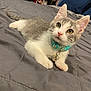 animal, bed, bell, cat, closeup, collar, curious, cute, domestic, ears, feline, fur, gray, indoor, kitten, paws, pet, resting, whiskers, young
