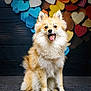 dog, fluffy, sitting, tongue_out, happy, pet, animal, portrait, indoor, colorful_background, wooden_hearts, cute, fur, studio, gray_surface, smiling, small_dog, playful, friendly, mammal