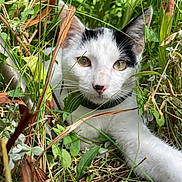 Youki participe au concours pour gagner de l'argent avec cette photo : cat, animal, white, black, pet, grass, plants, nature, outdoor, green, fur, whiskers, face, eyes, paw, collar, closeup, curious, wild, adventure