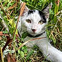 cat, animal, white, black, pet, grass, plants, nature, outdoor, green, fur, whiskers, face, eyes, paw, collar, closeup, curious, wild, adventure
