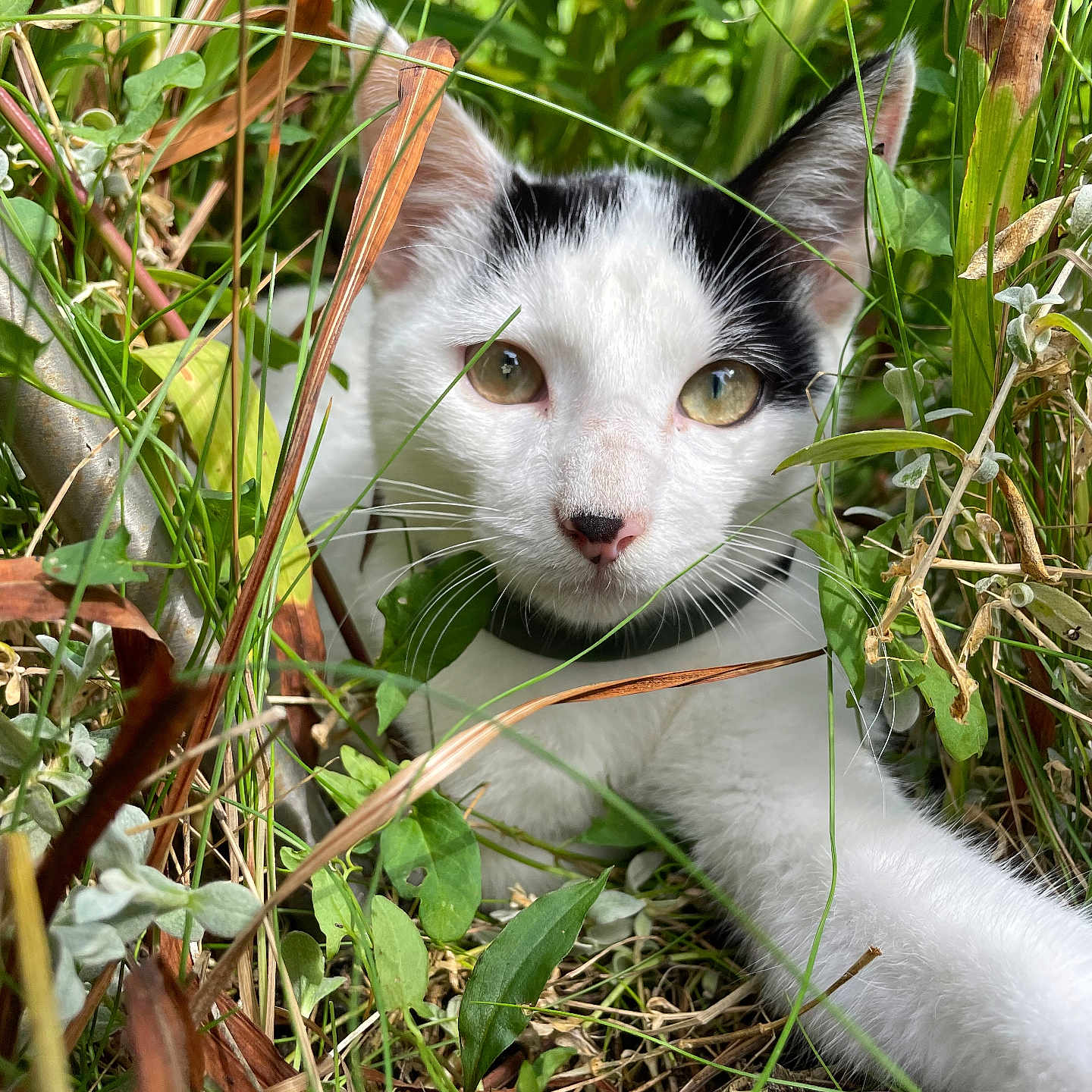 Youki participe au concours pour gagner de l'argent avec cette photo : adventure, animal, black, cat, closeup, collar, curious, eyes, face, fur, grass, green, nature, outdoor, paw, pet, plants, whiskers, white, wild