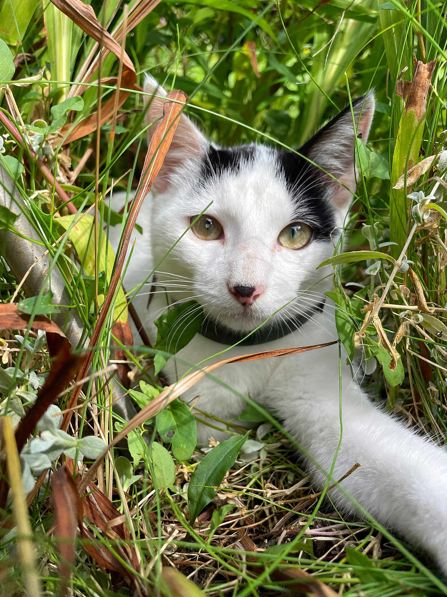 Youki participe au concours pour gagner de l'argent avec cette photo : cat, animal, white, black, pet, grass, plants, nature, outdoor, green, fur, whiskers, face, eyes, paw, collar, closeup, curious, wild, adventure