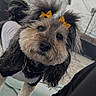 Novah is registered to the contest to win money with this photo: dog, pet, outdoor, fur, bow, yellow_bow, black_fur, white_fur, curly_fur, canine, cute, close_up, portrait, costume, animal, playful, fenced_area, leash, pavement, curious