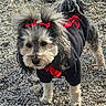Novah is registered to the contest to win money with this photo: dog, fluffy, black_clothing, red_bows, outdoor, gravel, pet, animal, small_dog, curly_tail, fur, cute, standing, portrait, fashion, accessory, canine, adorable, fur_texture, outfit