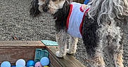 Novah is registered to the contest to win money with this photo: dog, bow, white_shirt, plastic_balls, ball_pit, wooden_box, outdoor, fence, gravel, curious, fluffy, pet, play_area, standing, animal, cute, toy, colorful, fur, back_view