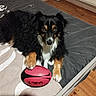 dog, pet, black_and_tan, fluffy, long_hair, lying_down, paw, basketball, pink_ball, toy, bed, bedroom, bedding, indoor, wooden_floor, radiator, portrait, looking_at_camera, cozy, playful