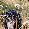 Royal Flush participe au concours pour gagner de l'argent avec cette photo : dog, dogs, puppy, black_and_tan_dog, white_dog, long_hair, fluffy, panting, tongue_out, happy, outdoor, tall_grass, field, nature, portrait, animal, pet, leash, summer, grassy_landscape