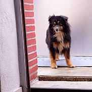 Royal Flush participe au concours pour gagner de l'argent avec cette photo : dog, puppy, fluffy, tri_color, black_fur, brown_fur, white_fur, standing, doorway, entrance, brick_wall, indoors, outdoors, floor, mat, portrait, pet, animal, alert, front_view