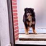dog, puppy, fluffy, tri_color, black_fur, brown_fur, white_fur, standing, doorway, entrance, brick_wall, indoors, outdoors, floor, mat, portrait, pet, animal, alert, front_view