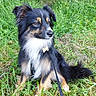 Royal Flush a rejoint le concours — aidez-le/la à gagner de superbes lots ! dog, tricolor_dog, fluffy, long_hair, sitting, outdoors, grass, forest, woodland, nature, pet, animal, canine, collar, tag, leash, black_fur, white_chest, tan_markings, portrait