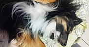 Royal Flush a rejoint le concours — aidez-le/la à gagner de superbes lots ! dog, sleeping, tricolor, fluffy, long_hair, pet, animal, paws, cushion, bed, patterned_fabric, indoor, cozy, resting, relaxed, black_fur, white_fur, brown_fur, closeup, portrait