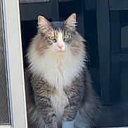 Mimi joined the competition — help win amazing prizes! cat, fluffy, green_eyes, window, indoor, pet, animal, feline, sitting, calm, fur, portrait, domestic_cat, looking, whiskers, nose, ears, natural_light, shadow, home