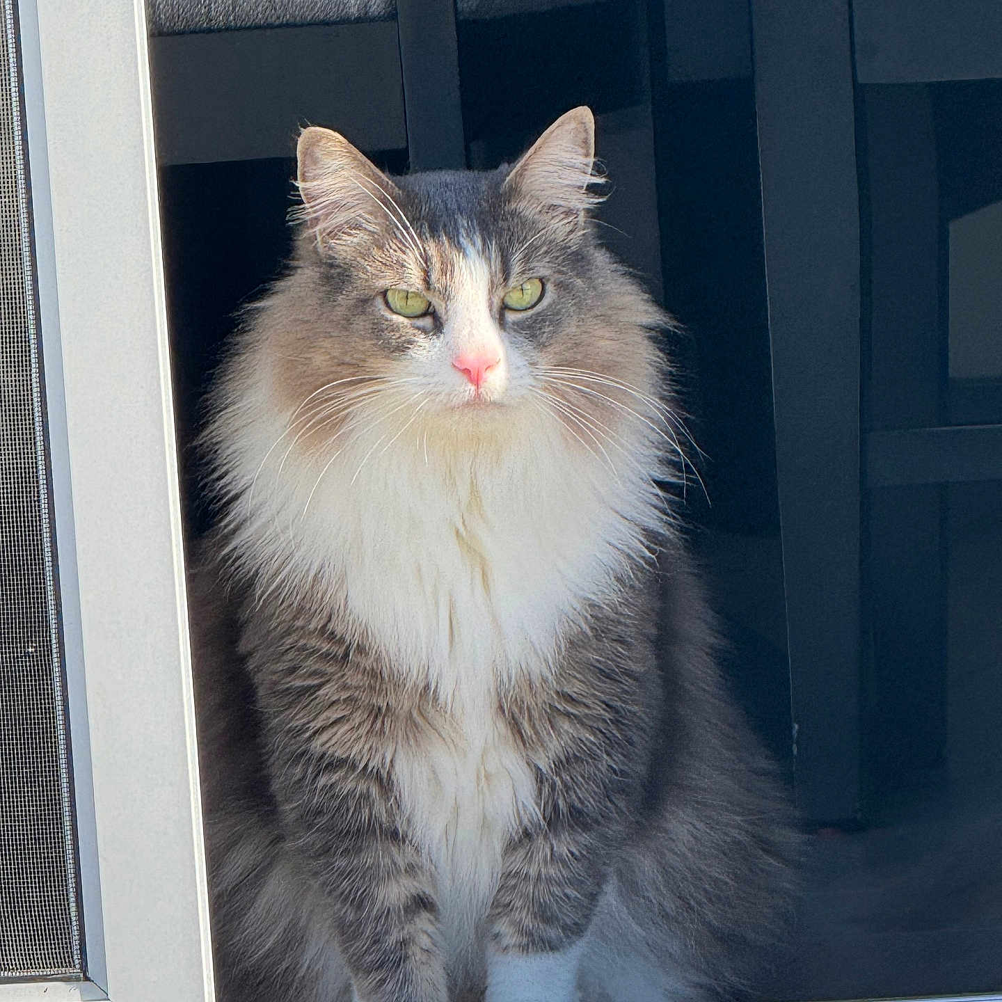 Mimi joined the competition — help win amazing prizes! cat, fluffy, green_eyes, window, indoor, pet, animal, feline, sitting, calm, fur, portrait, domestic_cat, looking, whiskers, nose, ears, natural_light, shadow, home