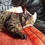 Mikado a rejoint le concours — aidez-le/la à gagner de superbes lots ! cat, tabby_cat, pet, feline, couch, leather, orange_quilt, sunlight, indoor, resting, fur, paw, whiskers, relaxing, animal, domestic, cozy, comfort, closeup, home