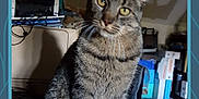 Mikado participe au concours pour gagner de l'argent avec cette photo : cat, tabby_cat, indoor, pet, animal, feline, curious, sitting, yellow_eyes, whiskers, fur, domestic_animal, household, shelf, boxes, clutter, head_tilt, looking_at_camera, shadow, floor
