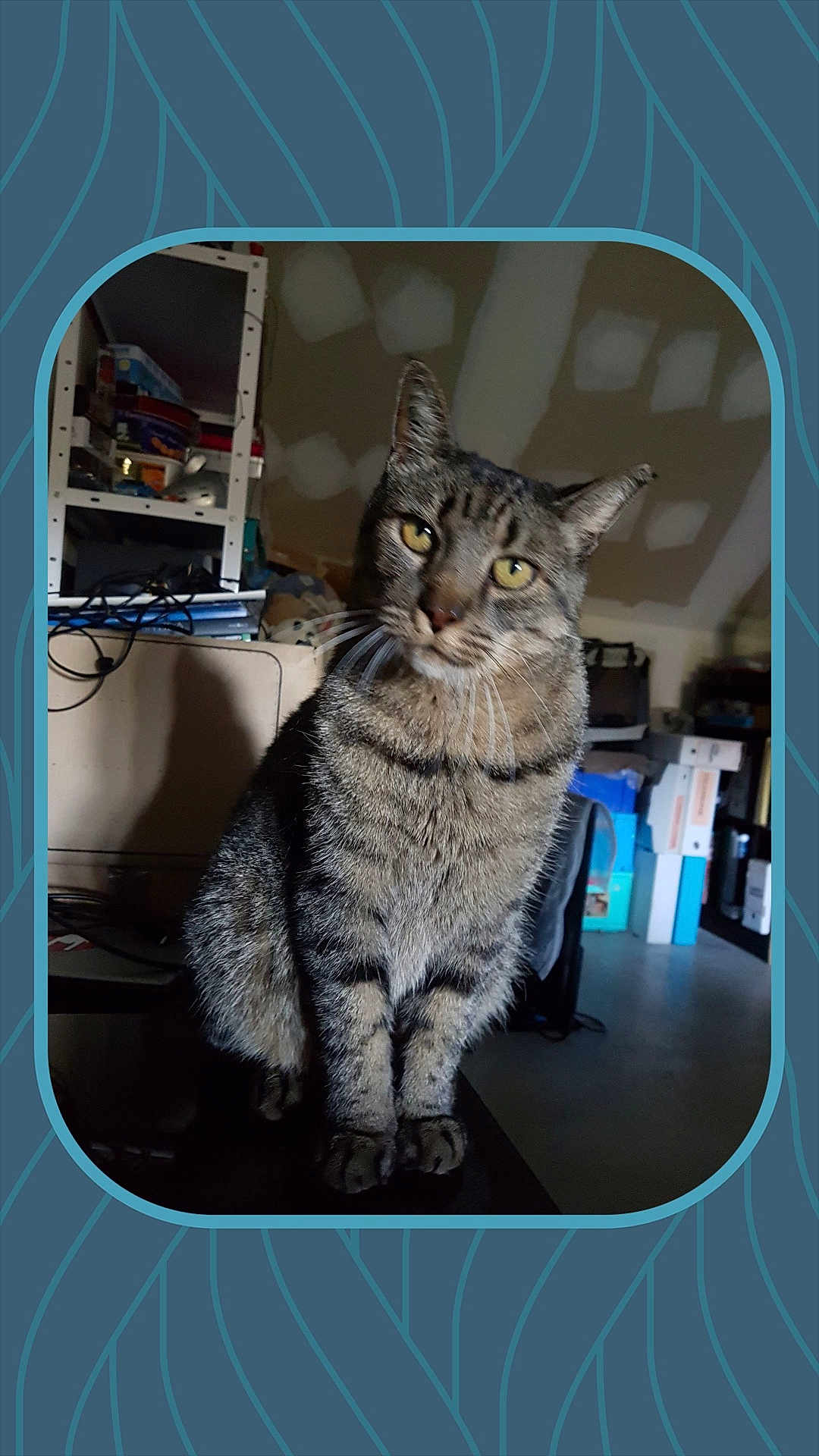 Mikado participe au concours pour gagner de l'argent avec cette photo : cat, tabby_cat, indoor, pet, animal, feline, curious, sitting, yellow_eyes, whiskers, fur, domestic_animal, household, shelf, boxes, clutter, head_tilt, looking_at_camera, shadow, floor