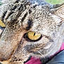 Mikado participe au concours pour gagner de l'argent avec cette photo : cat, tabby, close_up, eye, fur, whiskers, outdoor, animal, pet, yellow_eye, striped, curious, nature, mammal, feline, face, blurred_background, pink_fabric, domestic_cat