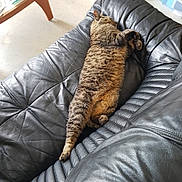 Mikado participe au concours pour gagner de l'argent avec cette photo : cat, tabby_cat, sleeping, relaxing, leather_couch, indoor, pet, feline, stretching, fur, cozy, resting, paw, whiskers, home, natural_light, table_leg, paper, comfort, nap