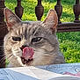 cat, gray_tabby, tongue_out, outdoor, green_grass, wooden_chair, table, cup, close_up, pet, animal, feline, whiskers, ears, face, daylight, nature, licking, domestic_cat, curious