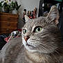 cat, gray_tabby, green_eyes, close_up, indoor, couch, blanket, plant, furniture, cozy, whiskers, ears, pet, domestic_cat, relaxed, side_view, living_room, wooden_drawer, leather, houseplant
