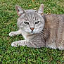 cat, gray_tabby, animal, pet, grass, outdoor, feline, lying_down, nature, greenery, whiskers, ears, eyes, fur, mammal, resting, closeup, daylight, leaf, ground