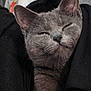 Nana participe au concours pour gagner de l'argent avec cette photo : cat, gray_cat, pet, feline, cozy, snuggled, jacket, fur, ears, whiskers, closeup, sleepy, comfort, indoor, animal, cute, face, resting, soft, warm