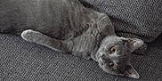 Nana participe au concours pour gagner de l'argent avec cette photo : cat, grey_cat, pet, feline, indoor, couch, fabric, texture, relaxing, lying_down, curious, wide_eyes, fur, animal, mammal, domestic_animal, cozy, resting, close_up, portrait