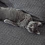 cat, grey_cat, pet, feline, indoor, couch, fabric, texture, relaxing, lying_down, curious, wide_eyes, fur, animal, mammal, domestic_animal, cozy, resting, close_up, portrait