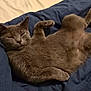 Nana a rejoint le concours — aidez-le/la à gagner de superbes lots ! cat, gray_cat, sleepy, relaxed, pet, feline, fur, whiskers, paw, blanket, bed, cozy, indoor, animal, mammal, cute, resting, soft, comfort, domestic_cat