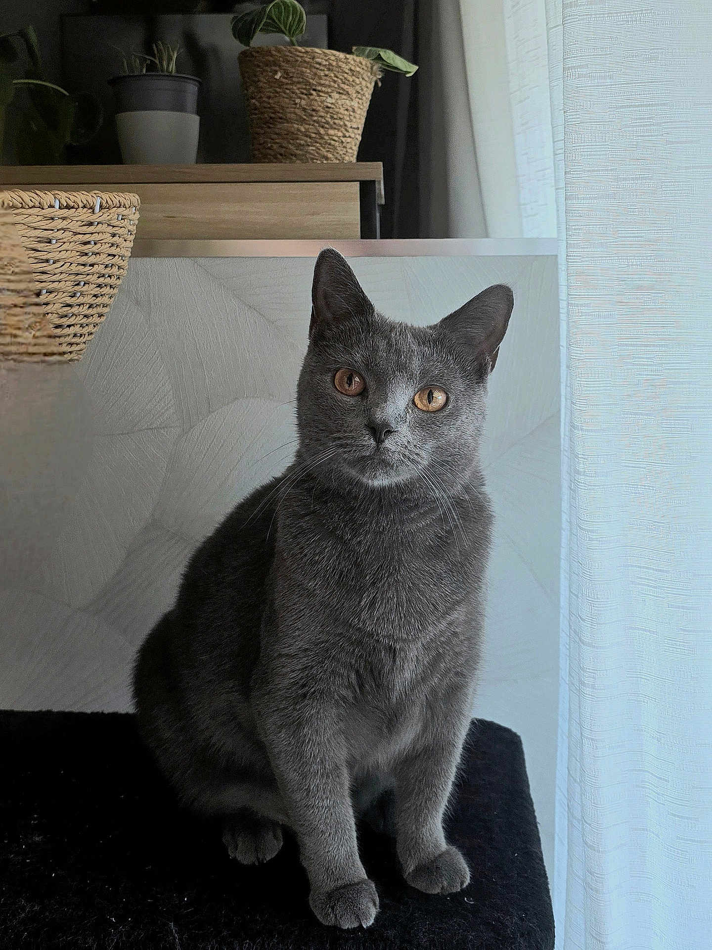 Nana a rejoint le concours — aidez-le/la à gagner de superbes lots ! cat, gray_cat, pet, animal, feline, indoor, plant, basket, curtain, window_light, fur, whiskers, sitting, portrait, closeup, eyes, home, cozy, black_surface, calm