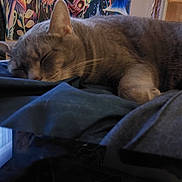 Larry is registered to the contest to win money with this photo: animal, cat, closeup, cozy, domestic_cat, ears, fabric, feline, gray_cat, home, indoor, paw, peaceful, poster, quiet, relaxation, resting, sleeping, soft_light, whiskers