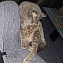 Larry is registered to the contest to win money with this photo: animal, bag, bed, casual, cat, clothing, cozy, furniture, gray_cat, indoor, lap, pants, paw, person, pet, phone, relaxed, sitting, sleepy, tabby