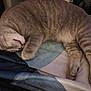 animal, bed, blanket, cat, cozy, cute, domestic_cat, feline, fur, gray_tabby, indoor, napping, paws, pet, relaxed, resting, sleeping, soft, striped, whiskers