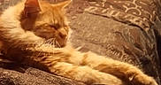 Buddy is registered to the contest to win money with this photo: animal, bed, blanket, cat, comfort, cozy, cute, domestic_cat, feline, fur, home, indoor, mammal, orange_cat, pet, relaxation, resting, sleeping, stretching, whiskers