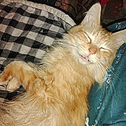 Buddy joined the competition — help win amazing prizes! cat, orange_cat, sleeping, fluffy, pet, indoor, blanket, checkered, cozy, relaxed, whiskers, paw, fur, cute, animal, domestic_cat, resting, closeup, face, nap