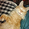 cat, orange_cat, sleeping, fluffy, pet, indoor, blanket, checkered, cozy, relaxed, whiskers, paw, fur, cute, animal, domestic_cat, resting, closeup, face, nap