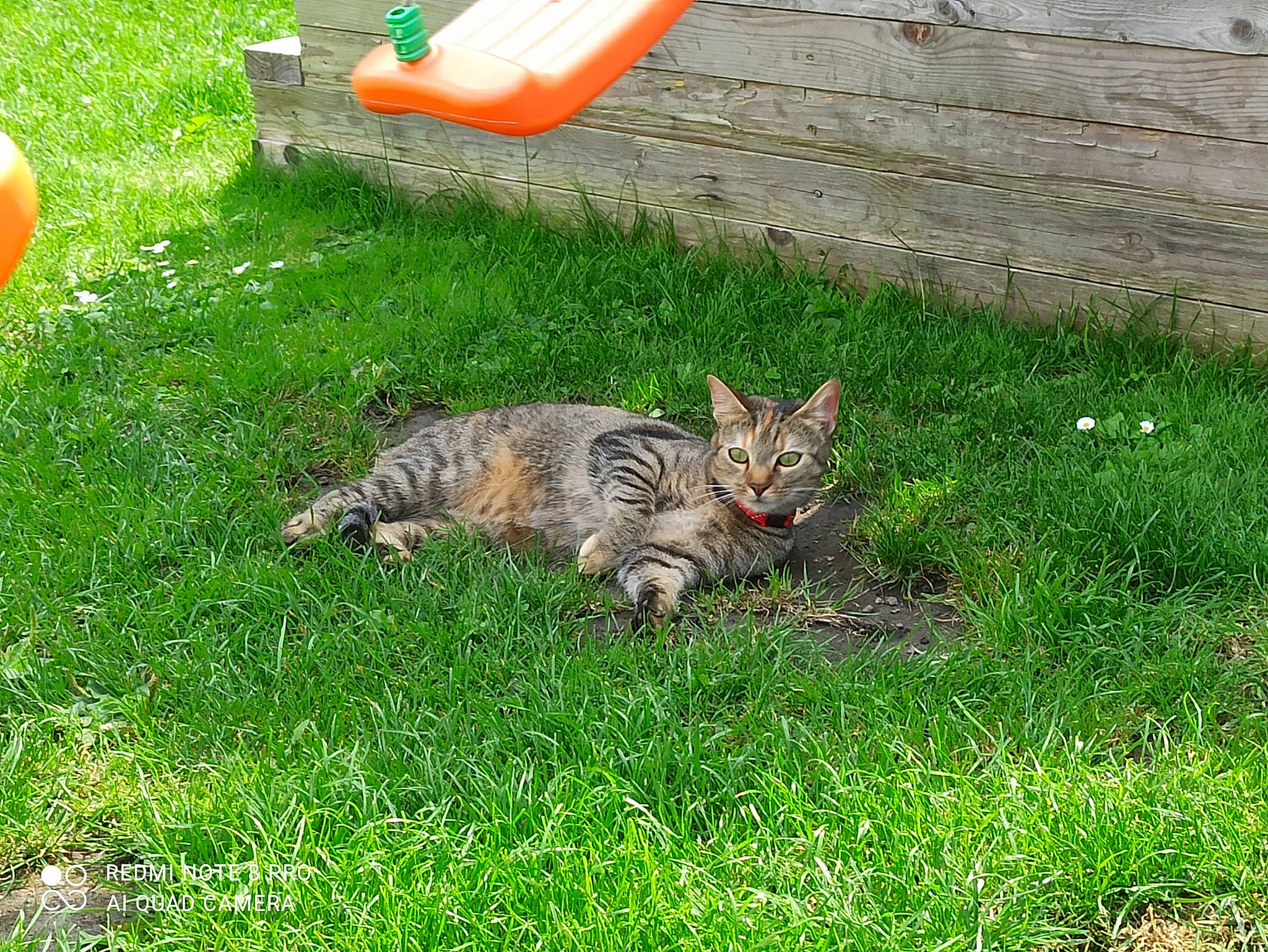 Clochette participe au concours pour gagner de l'argent avec cette photo : carnivore, cat, domestic_short_haired_cat, felidae, fur, garden, grass, groundcover, lawn, outdoor_bench, outdoor_furniture, plant, small_to_medium_sized_cats, tail, terrestrial_animal, whiskers, yard