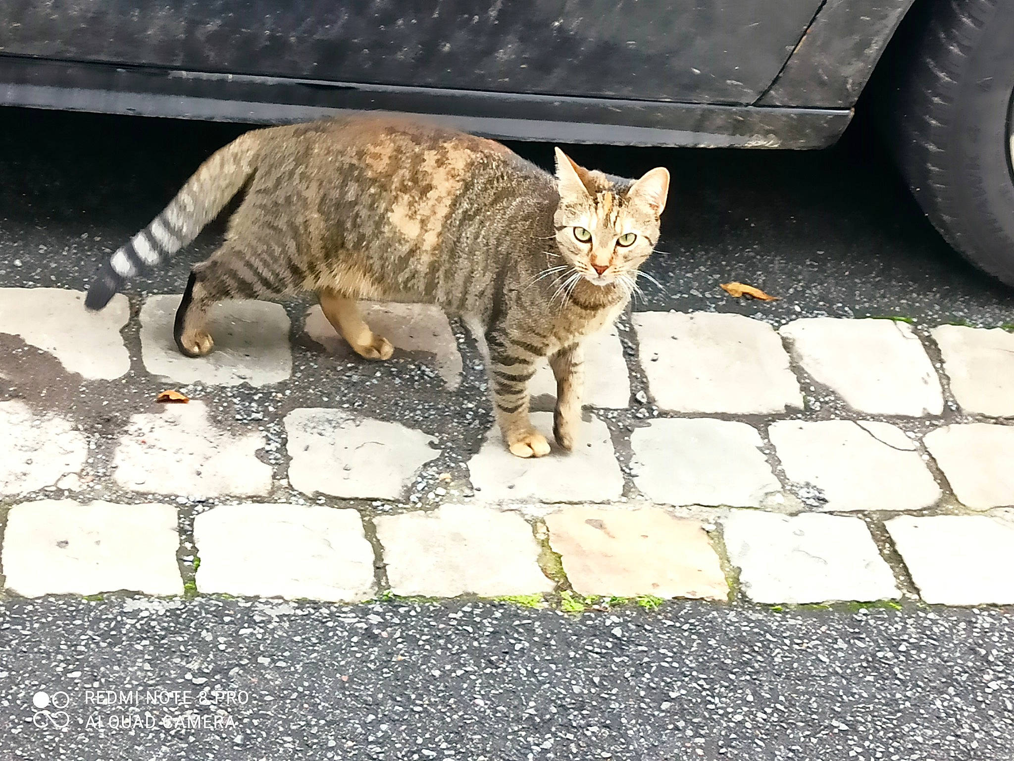 Clochette participe au concours pour gagner de l'argent avec cette photo : asphalt, automotive_tire, carnivore, cat, eye, felidae, fender, flooring, grass, infrastructure, road_surface, sidewalk, small_to_medium_sized_cats, snout, tail, terrestrial_animal, tire, vehicle, wheel, whiskers