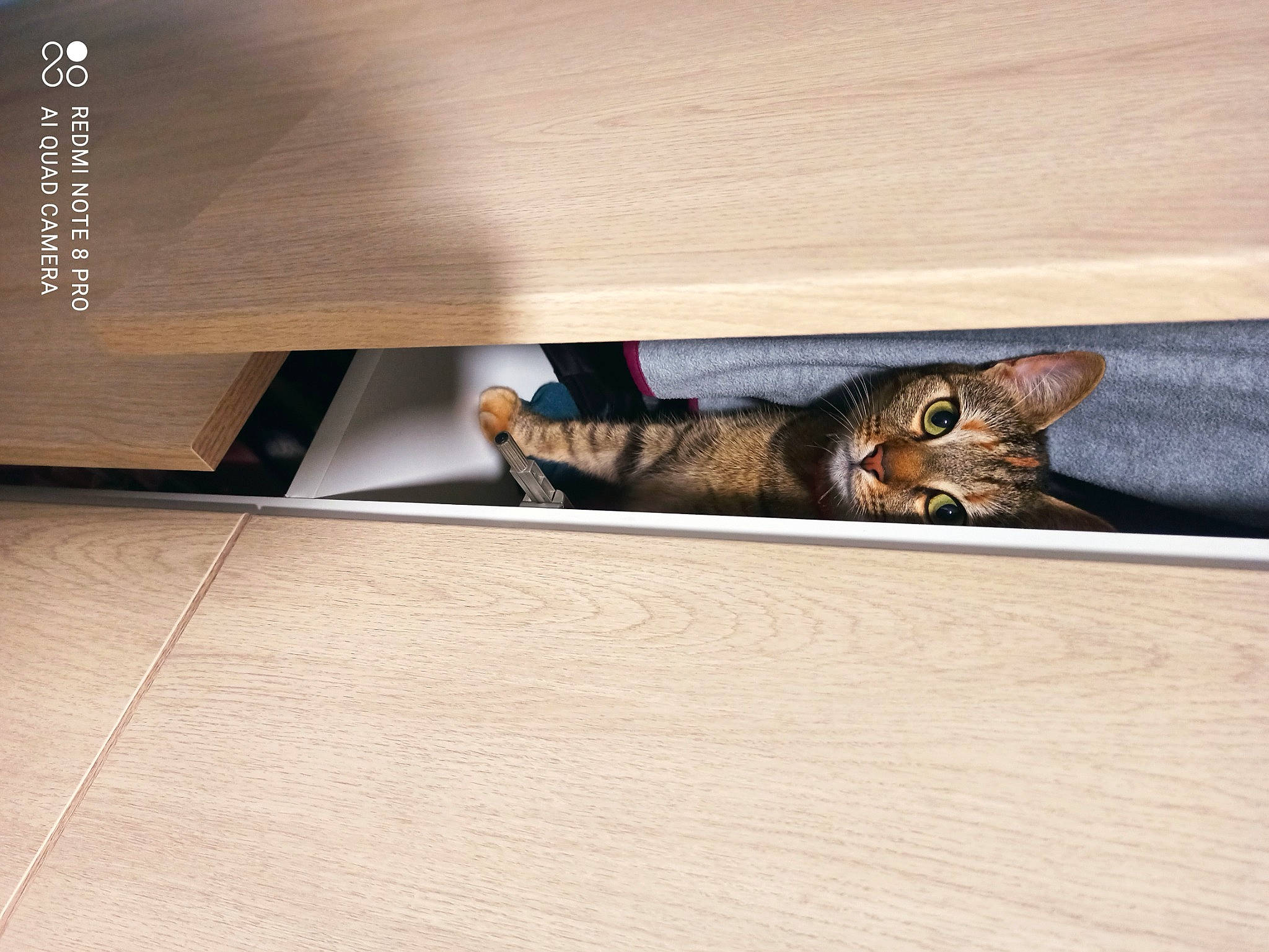 Clochette participe au concours pour gagner de l'argent avec cette photo : carnivore, cat, comfort, domestic_short_haired_cat, felidae, floor, flooring, grey, hardwood, laminate_flooring, plywood, rectangle, small_to_medium_sized_cats, table, tail, terrestrial_animal, whiskers, wood, wood_flooring, wood_stain