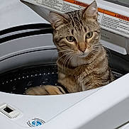 Jack is registered to the contest to win money with this photo: cat, tabby_cat, washing_machine, appliance, indoor, pet, curious, fur, striped, household, open_lid, domestic_animal, white, cleaning, cabinet, close_up, cute, animal, feline, kitten