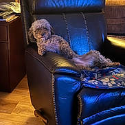 Sampson is registered to the contest to win money with this photo: dog, small_dog, fluffy, recliner, leather_chair, blanket, indoor, wooden_floor, furniture, pet, relaxed, cozy, living_room, brown, cute, animal, companion, resting, domestic, laying_down