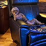 dog, small_dog, fluffy, recliner, leather_chair, blanket, indoor, wooden_floor, furniture, pet, relaxed, cozy, living_room, brown, cute, animal, companion, resting, domestic, laying_down