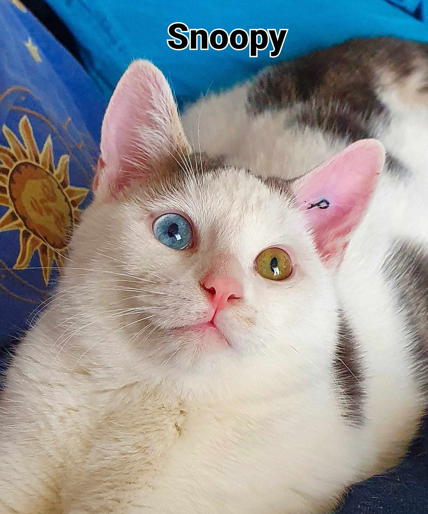 Snoopy