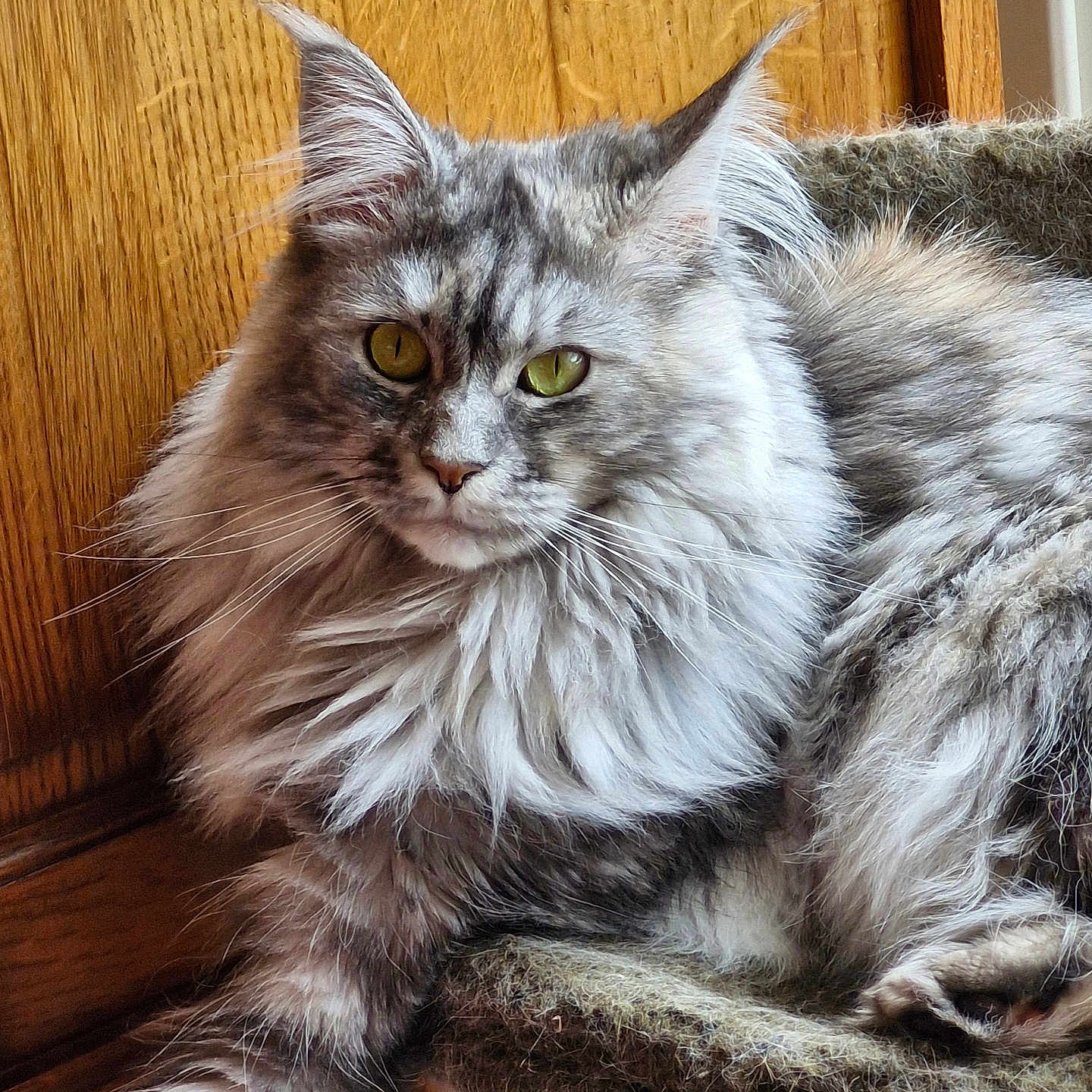 Uxa participe au concours pour gagner de l'argent avec cette photo : animal, cat, cat_perch, closeup, cozy, cute, domestic_cat, ears, feline, fluffy, fur, gray_cat, green_eyes, indoor, pet, portrait, relaxed, resting, whiskers, wooden_background