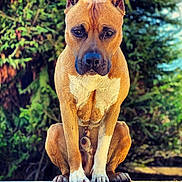 Malko participe au concours pour gagner de l'argent avec cette photo : dog, animal, pet, outdoor, nature, greenery, forest, canine, fur, ears, paws, portrait, brown, white, sitting, focused, daylight, closeup, expression, wildlife
