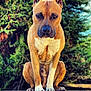 dog, animal, pet, outdoor, nature, greenery, forest, canine, fur, ears, paws, portrait, brown, white, sitting, focused, daylight, closeup, expression, wildlife