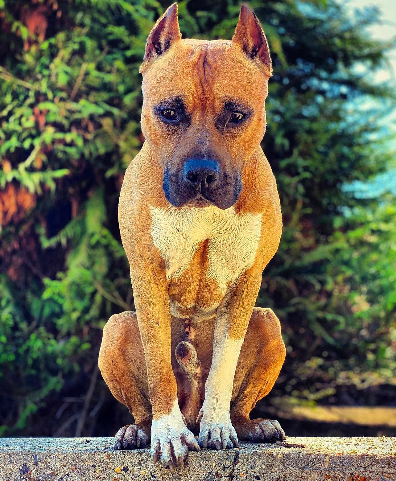 Malko participe au concours pour gagner de l'argent avec cette photo : dog, animal, pet, outdoor, nature, greenery, forest, canine, fur, ears, paws, portrait, brown, white, sitting, focused, daylight, closeup, expression, wildlife