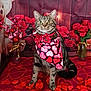 cat, tabby_cat, heart_pattern, bandana, valentines_day, roses, red_flowers, teddy_bear, decorations, heart_shaped, red_ribbon, tablecloth, cute, pet, indoor, posing, close_up, celebration, festive, adorable
