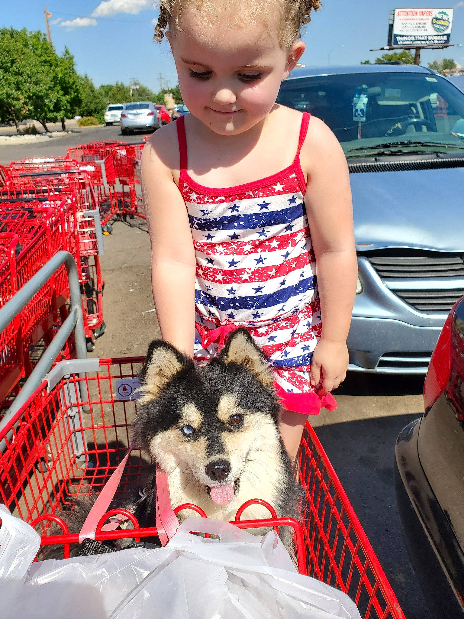 Temperance joined the competition — help win amazing prizes! akita_inu, alaskan_klee_kai, alaskan_malamute, canadian_eskimo_dog, canidae, carnivore, companion_dog, dog, dog_breed, mammal, miniature_siberian_husky, person, siberian_husky, sled_dog, spitz, vehicle, wolfdog